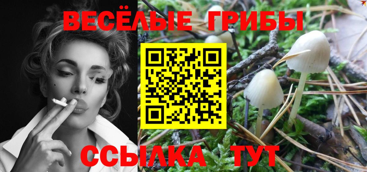 Псилоцибиновые грибы Psilocybine cubensis Апатиты